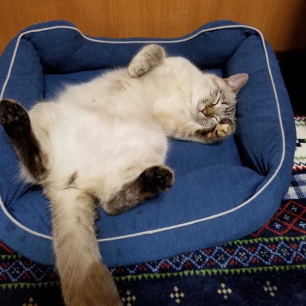 猫 サバトラ ミミの写真