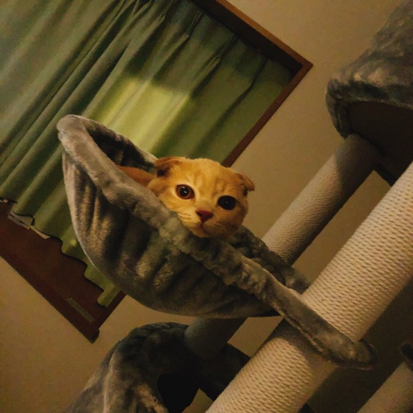 猫 スコティッシュフォールド セコタの写真