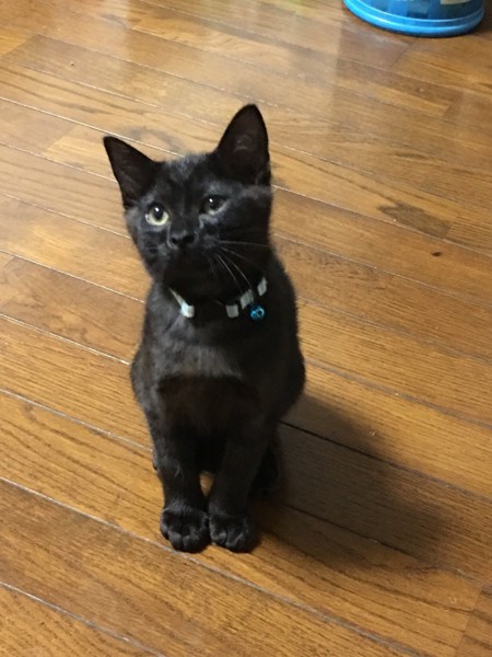猫 黒猫 レイの写真