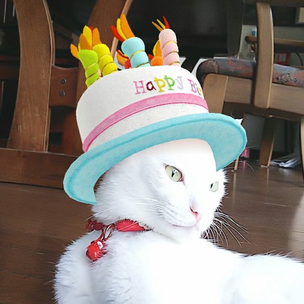 猫 白猫 たまきちの写真