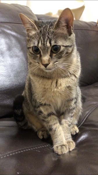 猫 キジトラ メルの写真