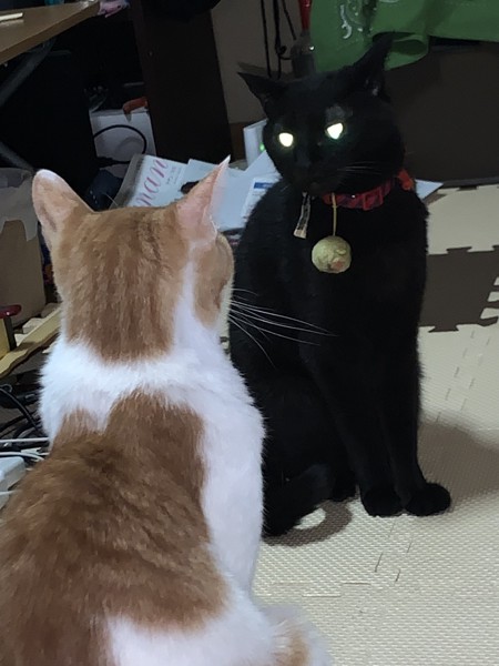 猫 黒猫 ヤミの写真