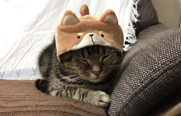 猫 アメリカンショートヘア チャコちゃんの写真