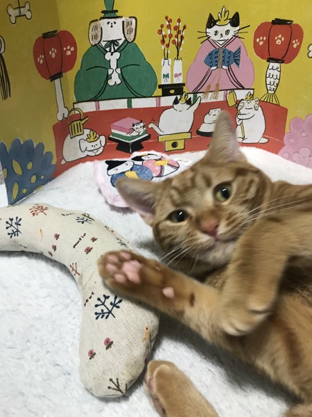 猫 アメリカンショートヘア キナコの写真