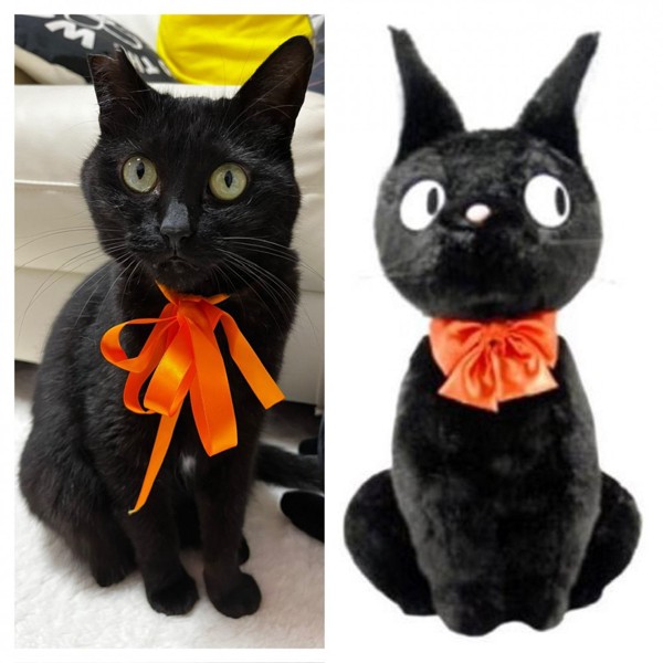 猫 黒猫 あずきの写真