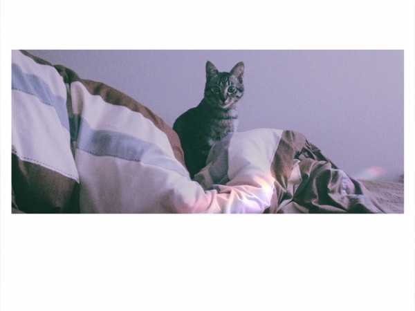 猫 キジトラ オレオの写真