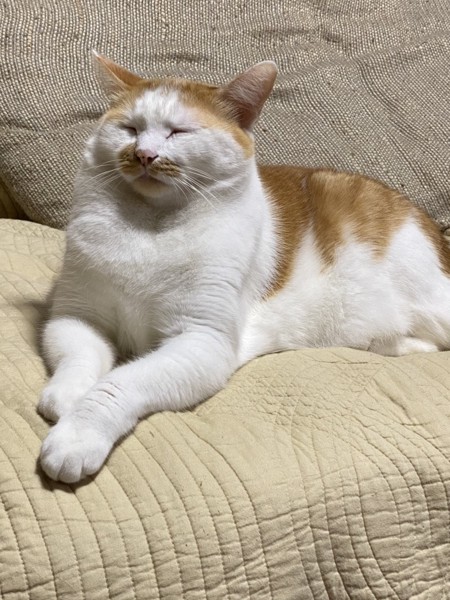猫 茶白トラ アントの写真