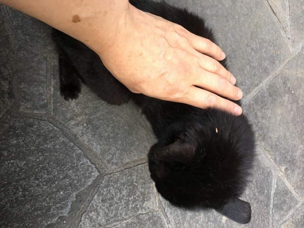 猫 黒猫 黒チャンの写真