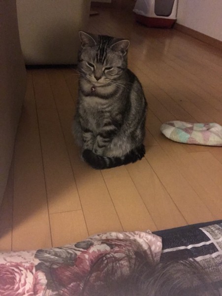 猫 アメリカンショートヘア みぃちゃんの写真