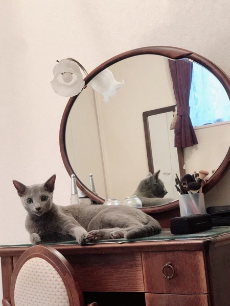 猫 ロシアンブルー キキの写真
