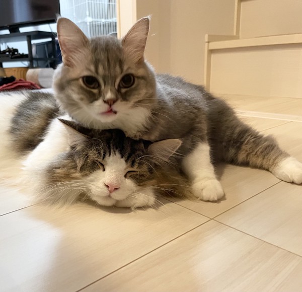 猫 ラガマフィン マハロとメルの写真