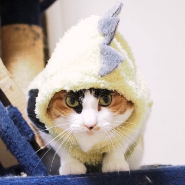猫 三毛猫 ルビーの写真