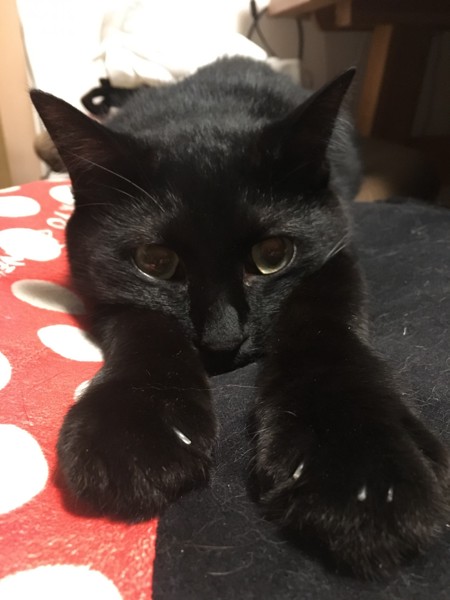 猫 黒猫 カイの写真