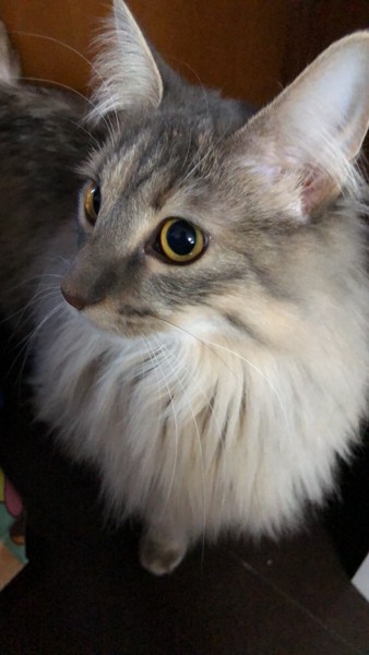 猫 ノルウェージャンフォレストキャット ライナの写真