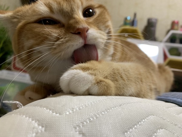 猫 スコティッシュフォールド アロの写真