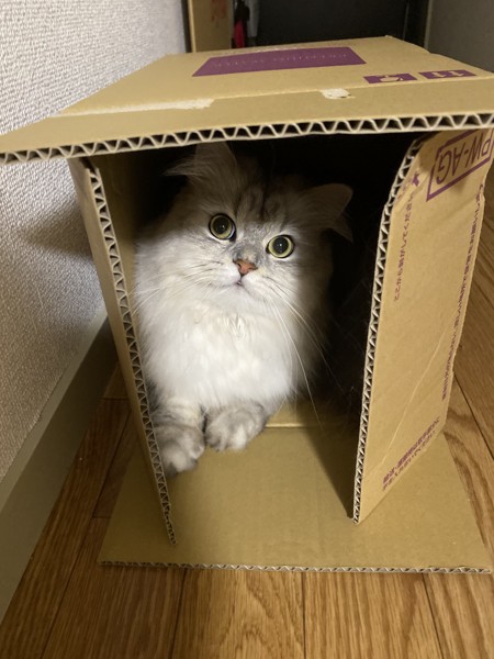 猫 ミヌエット 王子郎の写真