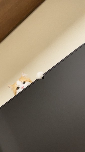 猫 サイベリアン みかんの写真