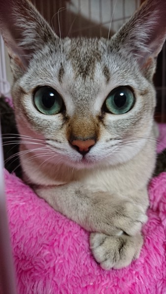 猫 シンガプーラ まりんの写真