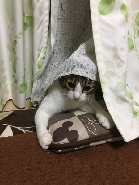 猫 キジトラ ノキアの写真