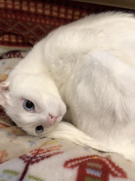猫 白猫 ハレの写真