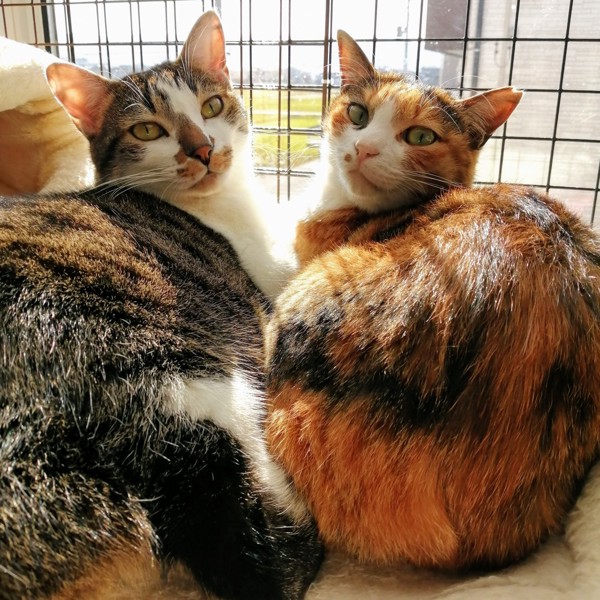猫 キジシロ もりお&ナナの写真