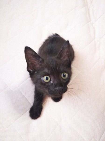 猫 黒猫 むむすけの写真