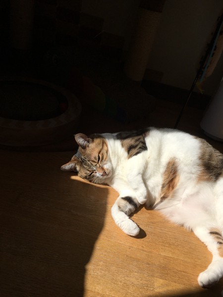 猫 キジシロ ミミちゃんの写真