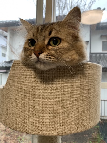 猫 ミヌエット ミミの写真