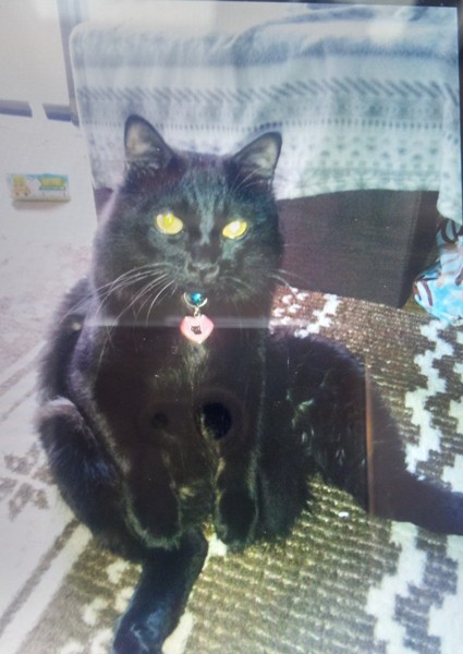 猫 黒猫 ジロの写真