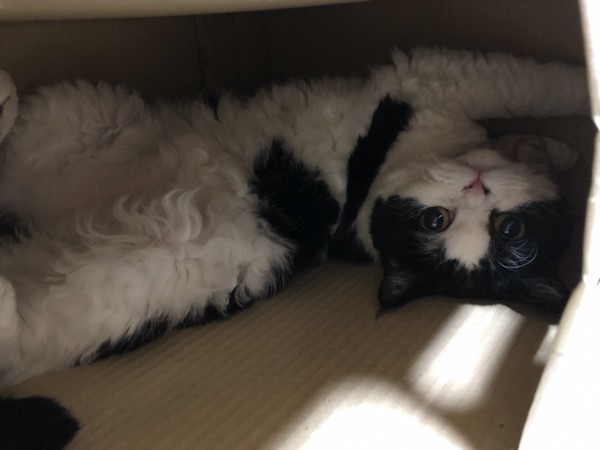 猫 セルカークレックス ランの写真
