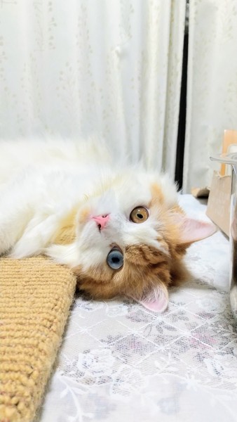 猫 マンチカン 華ちゃんの写真