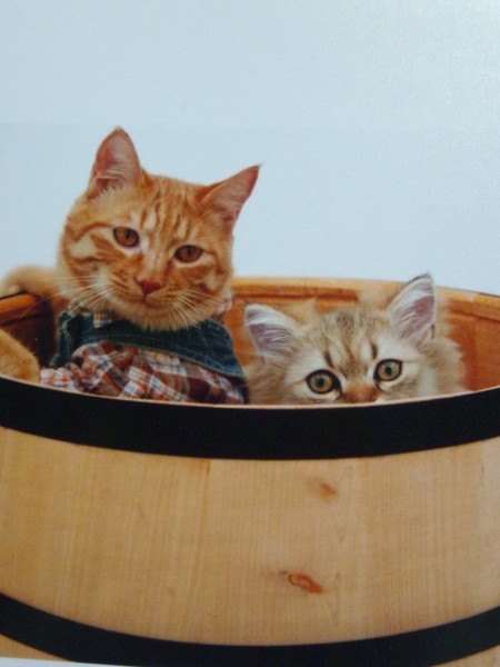 猫 日本猫とチンチラゴールデン 茶太郎&レオの写真