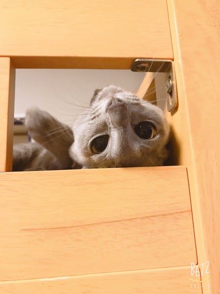 猫 ロシアンブルー ペグリンの写真