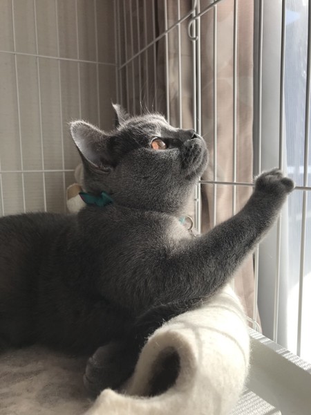 猫 ブリティッシュショートヘア マロニーの写真