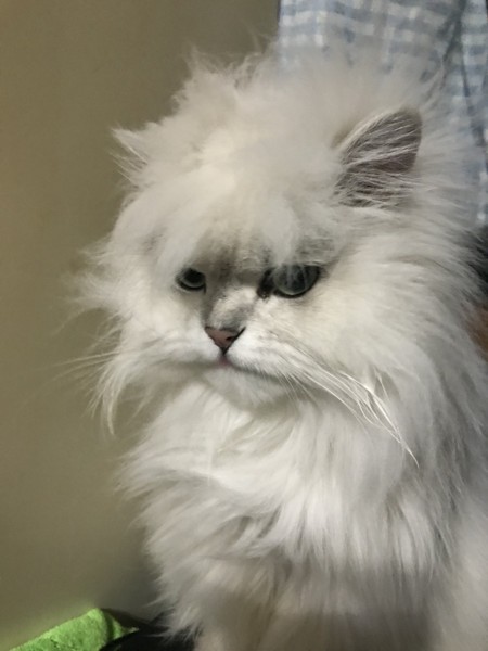 猫 チンチラペルシャ 蘭丸«らんまる»の写真