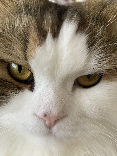 猫 スコティッシュフォールド コロの写真