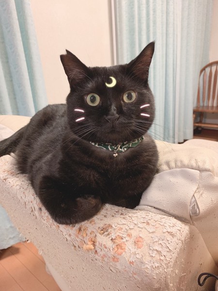 猫 黒猫 まりおの写真