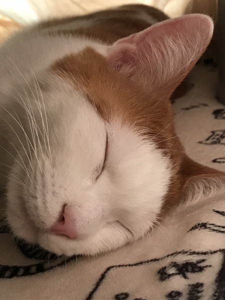 猫 茶白トラ みぃの写真