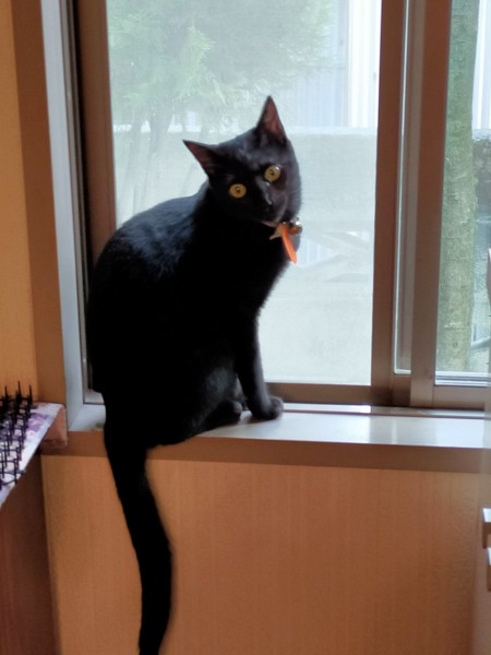 猫 黒猫 ハナちゃんの写真