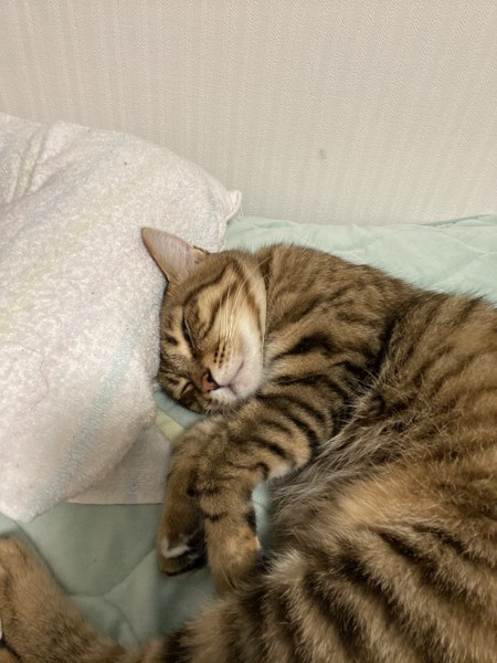 猫 キジトラ エメの写真