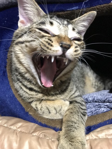 猫 サバトラ 桃太郎の写真