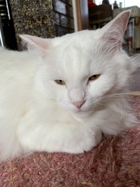 猫 メインクーン ジーナの写真