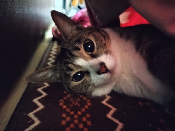 猫 キジシロ ベリーの写真