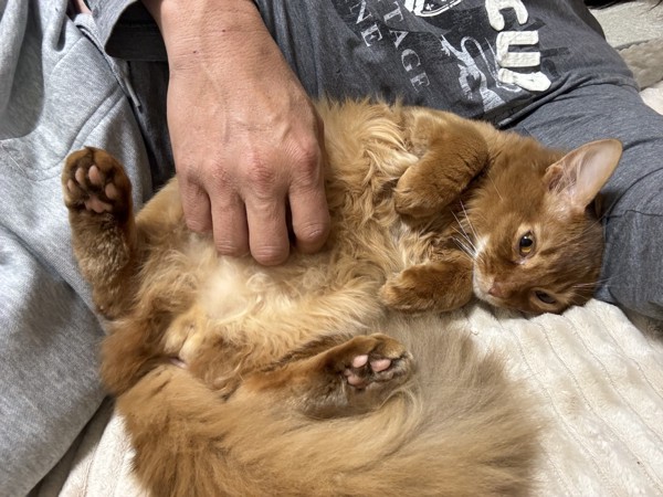 猫 ソマリ ロコんの写真