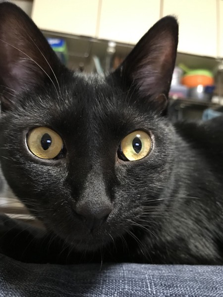 猫 黒猫 武蔵の写真