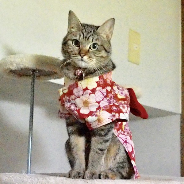 猫 キジトラ ナナの写真