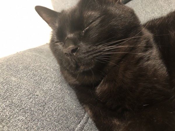 猫 黒猫 らいきの写真