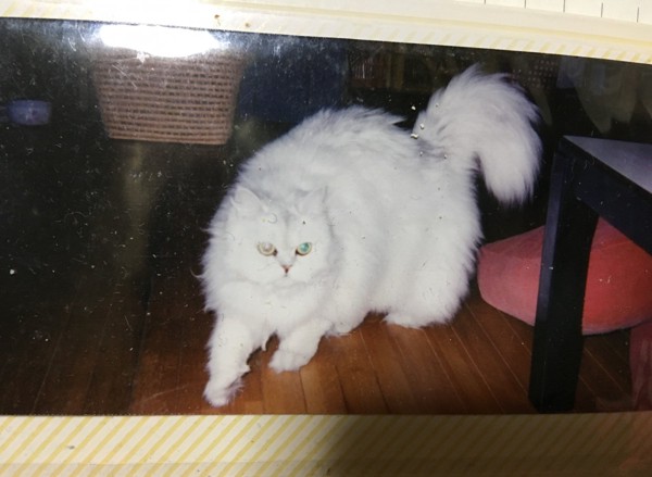 猫 チンチラペルシャ タビーの写真