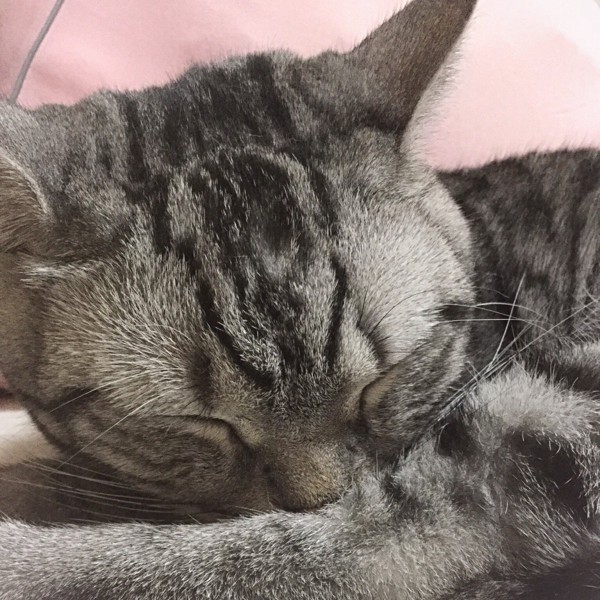 猫 スコティッシュフォールド 銀太郎の写真