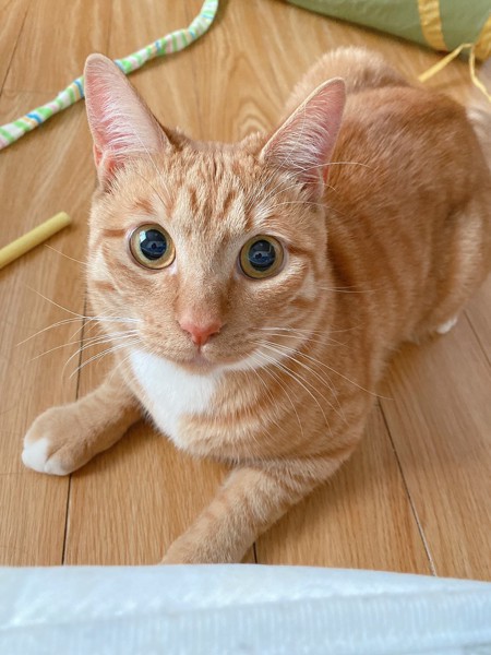 猫 茶トラ ティモの写真
